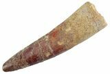 Fossil Spinosaurus Tooth - Real Dinosaur Tooth #368011-1